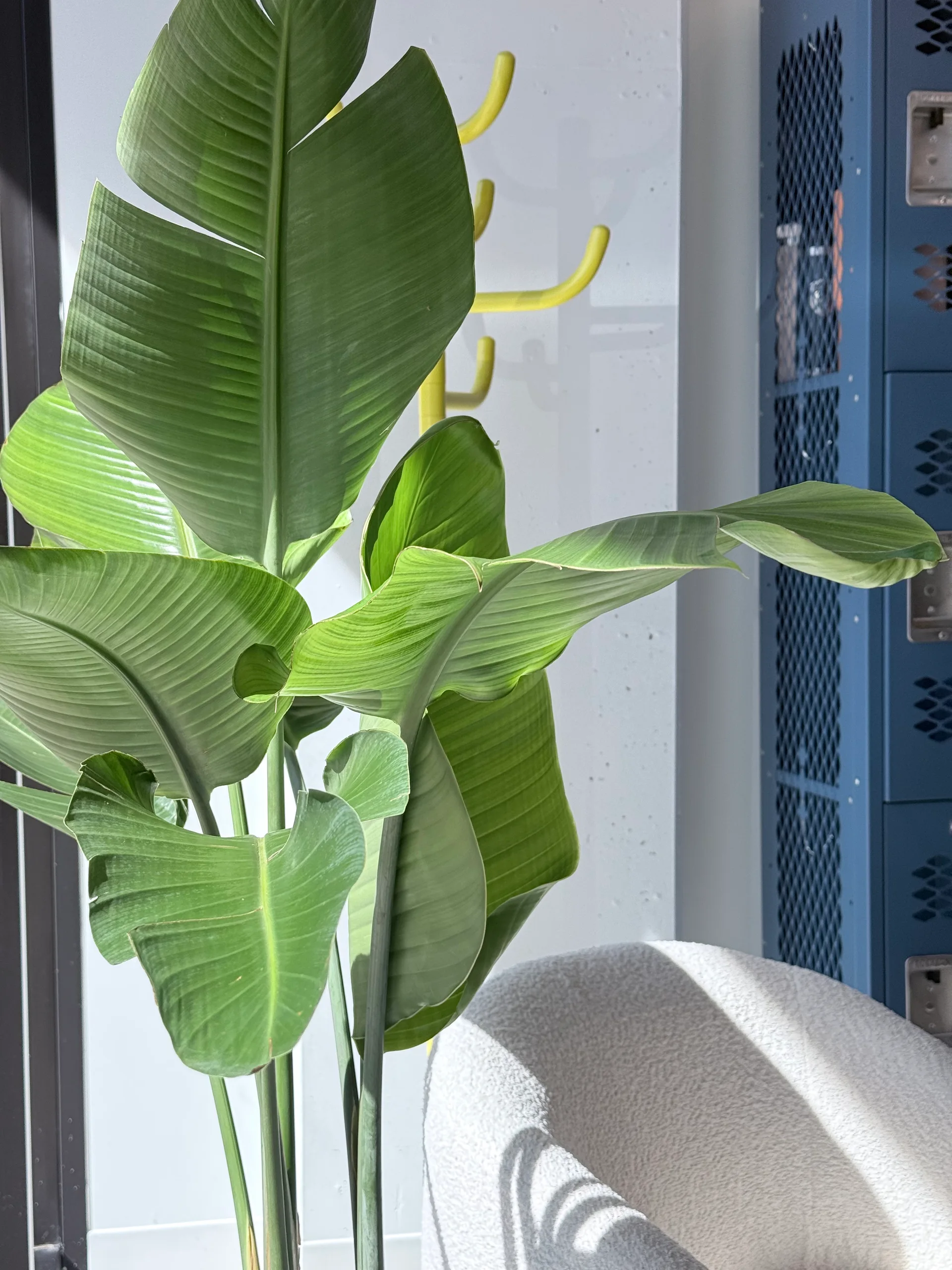 Sunlit bird of paradise leaves styled in a corner of a studio lounge